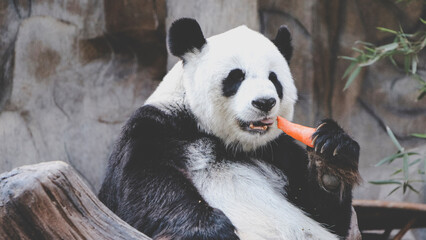 Obraz premium A cute and fluffy Giant panda is eating carrot. Concept of wildlife, endangered species. Chinese panda. Environmental conservation or Zoo. Black and white bear.