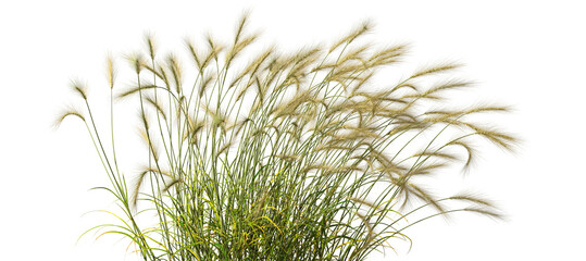 Feather grass blowing in the wind on transparent backgrounds 3d render png file