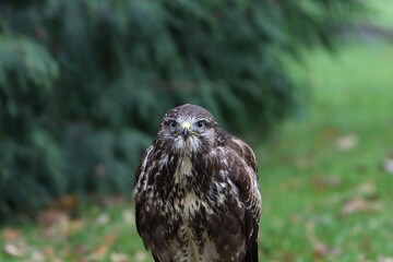 Falco cherruh portrait