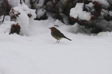 European robin in snow