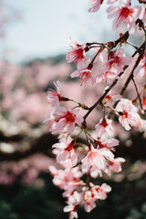 Close up, Cherry blossom or thai sakura, Pangkhon-Chiang rai, thailand