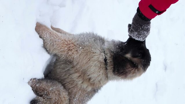 Vertical video, a hand gives a treat to a puppy of the Leonberger breed, against the backdrop of a winter park.
