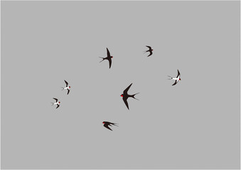 曇り空に飛ぶツバメたちのイラスト02