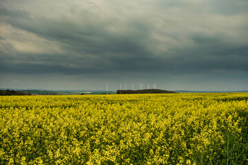 Fototapeta premium Wind turbines in the middle of rapeseed field in bloom generating renewable electric energy, protect the environment. Deutchland.
