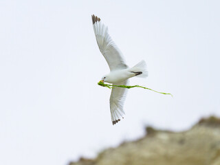 A Black legged Kittiwake in flight on a beach