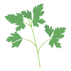 Vector illustration of Italian parsley.