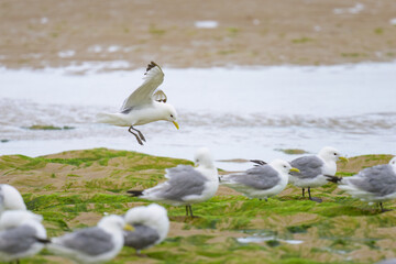 A Black legged Kittiwake in flight on a beach
