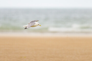 A Black legged Kittiwake in flight on a beach