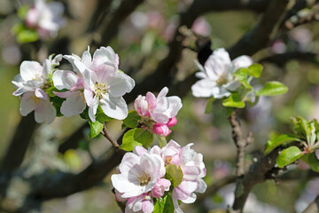 Fototapeta na wymiar Blühender Apfelbaum, Malus, im Frühling
