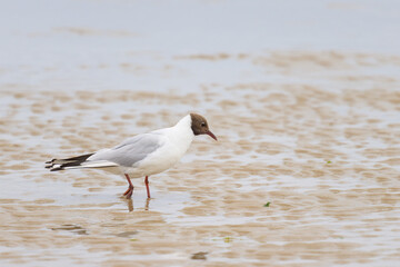 A black-headed gull walking on the beach
