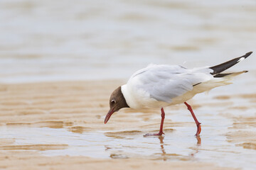 A black-headed gull walking on the beach