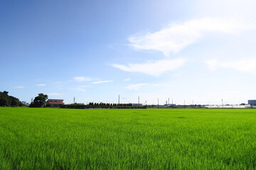 夏の近郊の青田風景