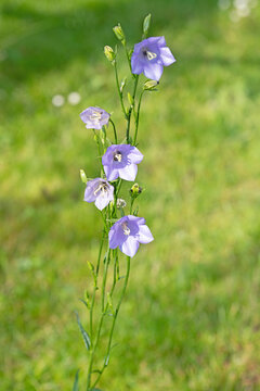 Blühende Glockenblumen, Campanula, auf einer Wiese
