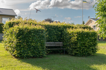 Recreation area with wooden bench and a big bush. Shade in summer, relaxing zone. Beautiful green area in a park on a sunny summer day. 