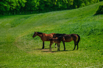 Horses grazing on hillside meadow