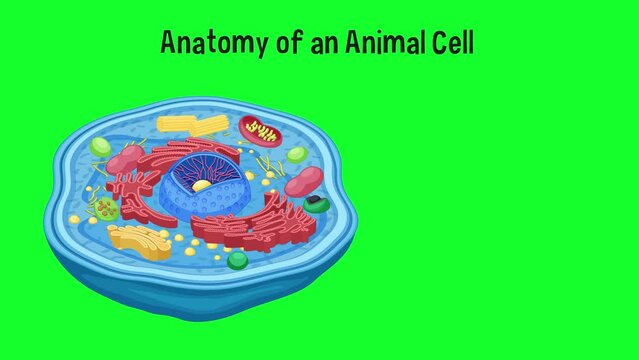 Anatomy of an animal cell diagram.
