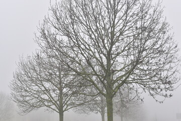 Fototapeta na wymiar bäume im nebel