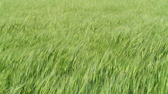 CAMPO DE CEREAL MOVIENDOSE AL VIENTO. TERUEL. ESPA&Ntilde;A