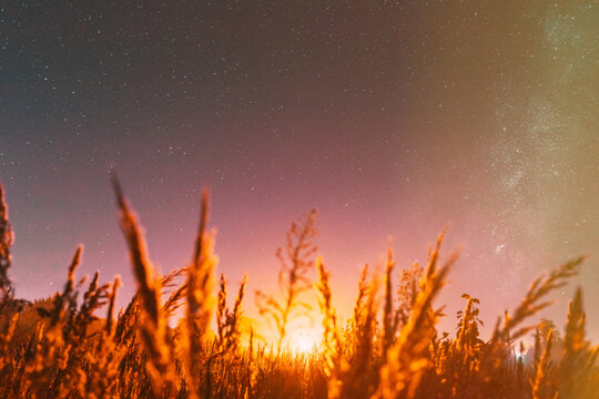 Bottom view of beautiful night starry sky from green grass in summer. Night stars above meadow in august month. Illumination lights of town on horizon. Flare, flashlight, light, light effect.