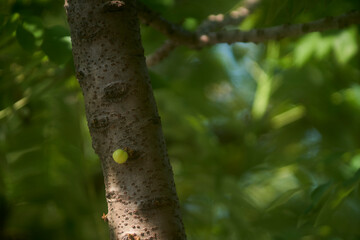Close up of Star gooseberry on tree or Phyllanthus acidus Skeels. bunch gooseberry. Phyllanthus acidus, known as the Otaheite gooseberry, country gooseberry, star, damsel, grosella, damsel, karamay.