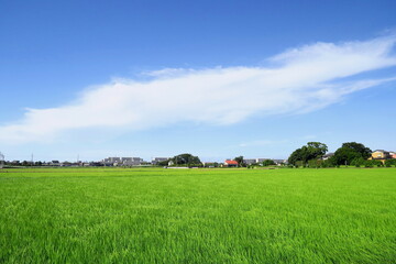風のある夏の近郊の青田風景