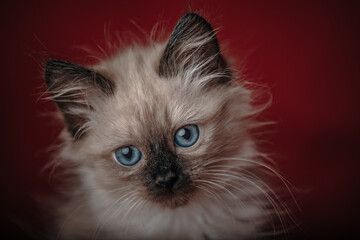Fototapeta premium portrait of a cat