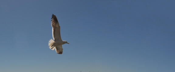 a seagull flying on a summer day
