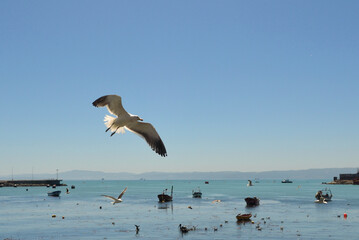 a seagull flying on a summer day