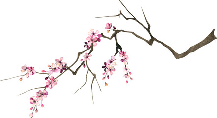 Blossom sakura branches isolated illustration, spring pink flowers 