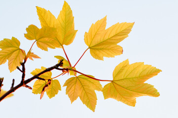 Close up of branch with yellow leaves.