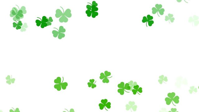 Falling shamrock leaves Saint Patrick's day animation on white background Feast of Saint Patrick