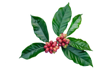 red berries coffee beans on a branch of coffee tree, ripe and unripe berries isolated on white background.