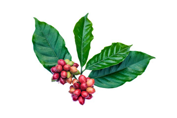 red berries coffee beans on a branch of coffee tree, ripe and unripe berries isolated on white background.