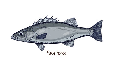 Sea bass, realistic drawing in vintage realism style. Detailed ocean fish. Marine water animal species, seabass. Hand-drawn retro vector illustration isolated on white background
