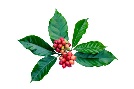 red berries coffee beans on a branch of coffee tree, ripe and unripe berries isolated on white background.