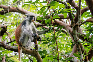 Zanzibar Jozani rain forest. Red Colobus  Jozani-Chwaka Bay Conservation area, Tanzania, Africa