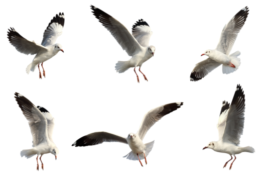 Set of seagulls flying isolated on transparent background png file