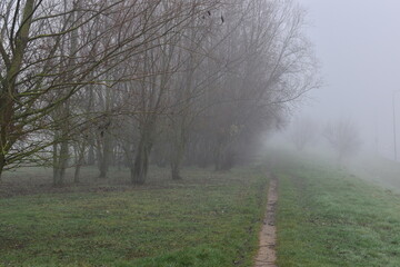 bäume und ein weg im nebel