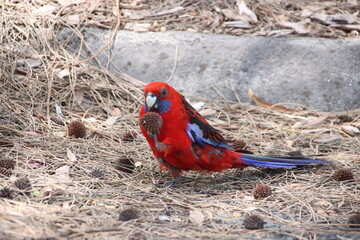 Crimson Rosella (Platycercus elegans), Wilsons Promontory, Gippsland, Victoria, Australia.