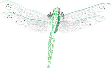 Dragonfly detailed illustration vector sketch