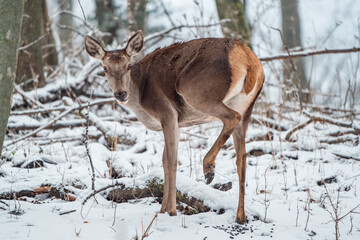 Deer standing in a forest