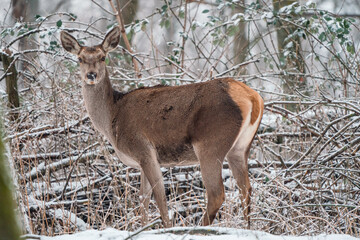 Deer standing in a forest