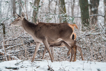 Deer standing in a forest