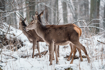 Deer standing in a forest