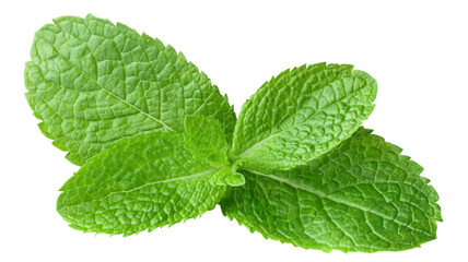 Fresh mint leaves cut out