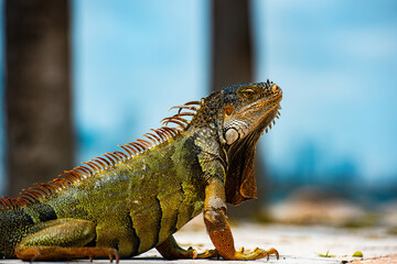 Green iguana, also known as the American iguana, herbivorous species of lizard of the genus Iguana.