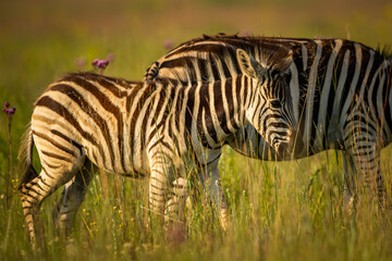 Naklejka premium Plains zebra foal in the wild