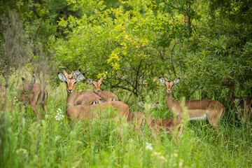 Herd of impala in the bushes