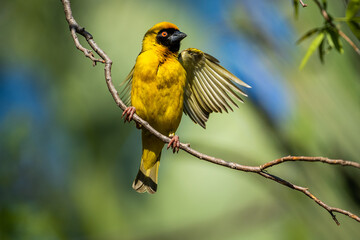 Southern masked weaver opens wings