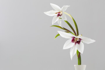white exotic flowers on white background
